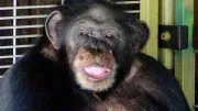“He’s Eating Her Face!”: The Savage Attack of Travis, the Celebrity Chimp
