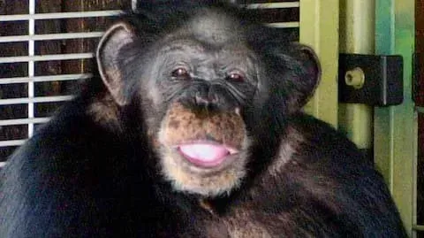 “He’s Eating Her Face!”: The Savage Attack of Travis, the Celebrity Chimp